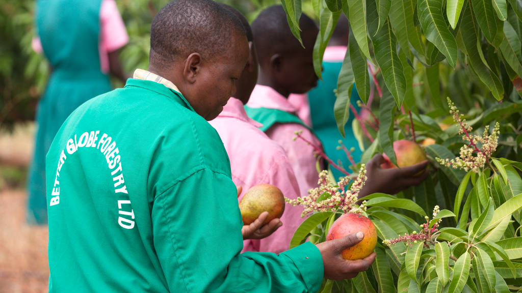 En af BGF's ansatte plukker æble mango i Kibwezi, 2015